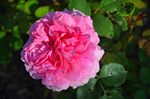 Schaugarten Saubergen Familie Österreicher Bad Pirawarth Der Garten im Mai rosa Rose Weinviertler Garten